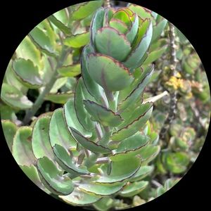 Meet your Posher, Rita